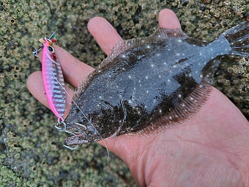 ヒラメの釣果