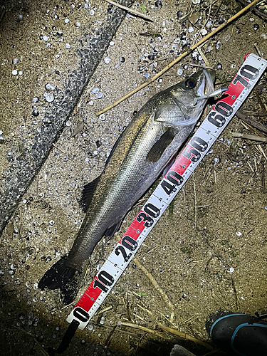 シーバスの釣果