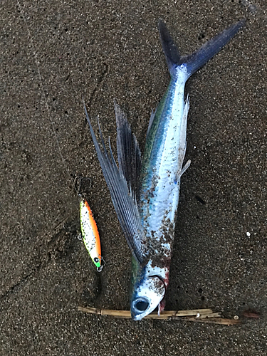 トビウオの釣果