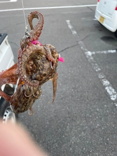 タコの釣果