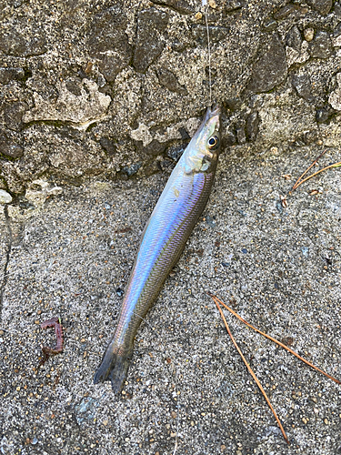 キスの釣果