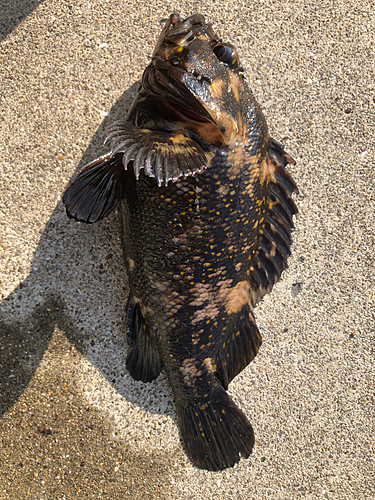 オウゴンムラソイの釣果