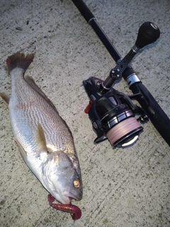 イシモチの釣果