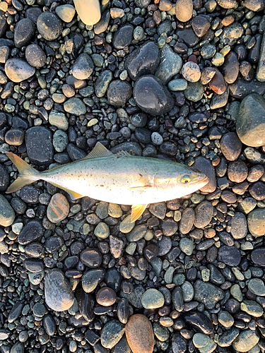 ワカシの釣果