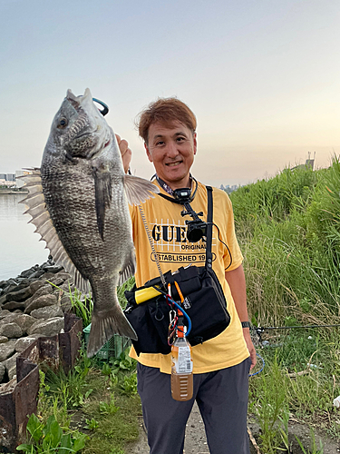 チヌの釣果