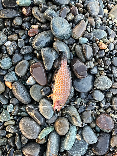 オオモンハタの釣果