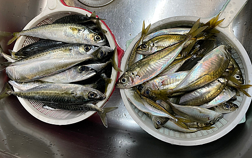 アジの釣果