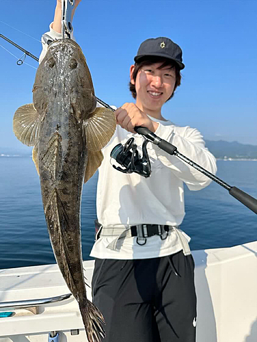 マゴチの釣果