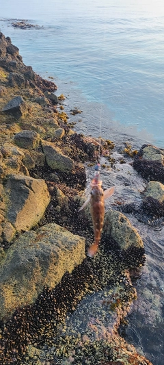 エゾメバルの釣果