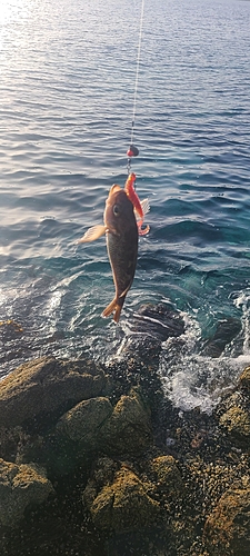 クロソイの釣果