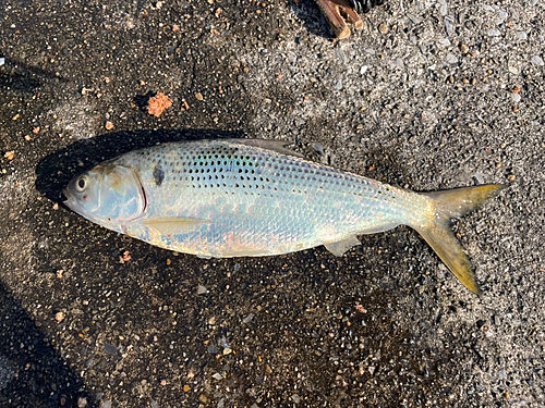 コノシロの釣果