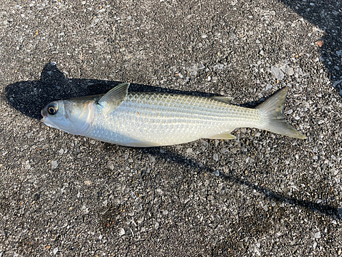 ボラの釣果