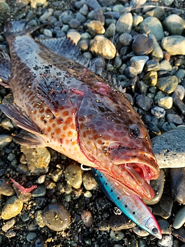 オオモンハタの釣果