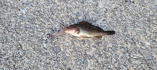 エゾメバルの釣果