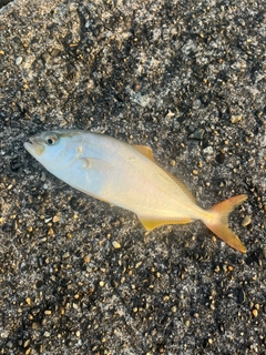 ショゴの釣果