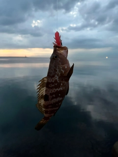 キジハタの釣果