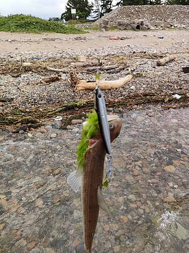 エソの釣果