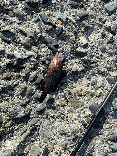 オオモンハタの釣果