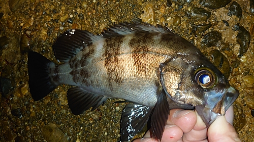 メバルの釣果