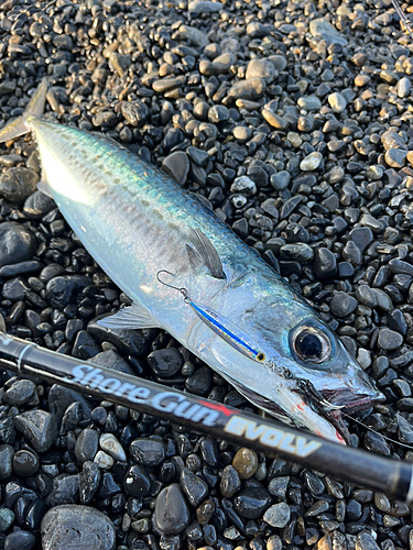 ゴマサバの釣果