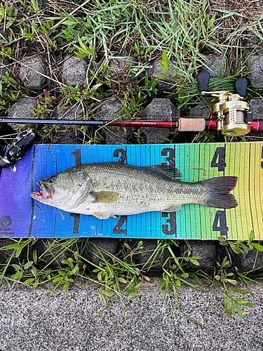 ブラックバスの釣果