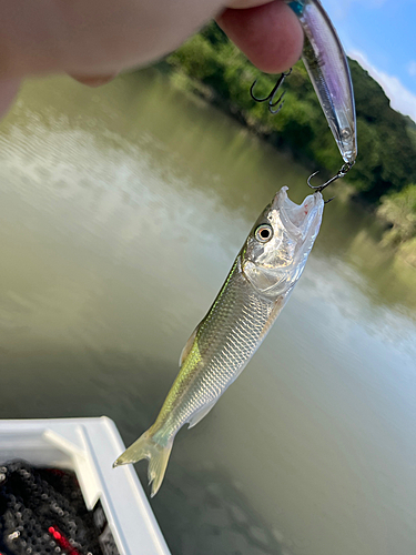 ハスの釣果