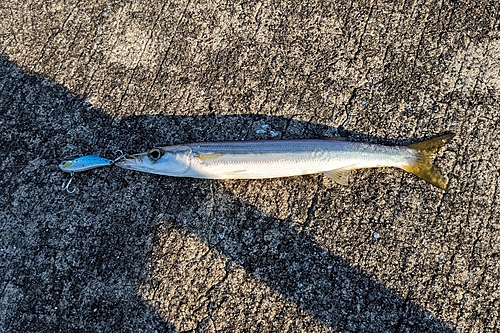 アカカマスの釣果