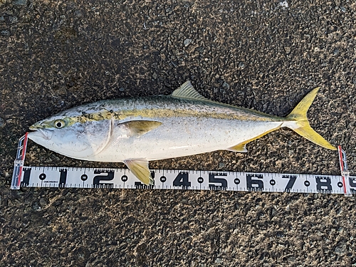 ブリの釣果