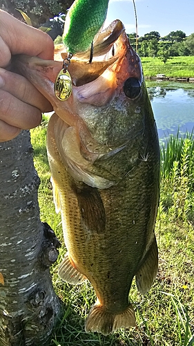 ラージマウスバスの釣果