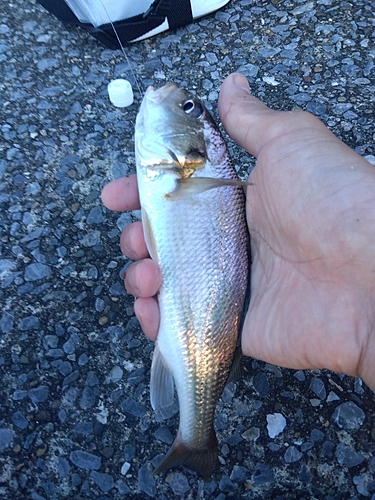 イシモチの釣果