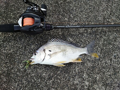 キビレの釣果