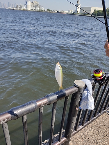 コノシロの釣果