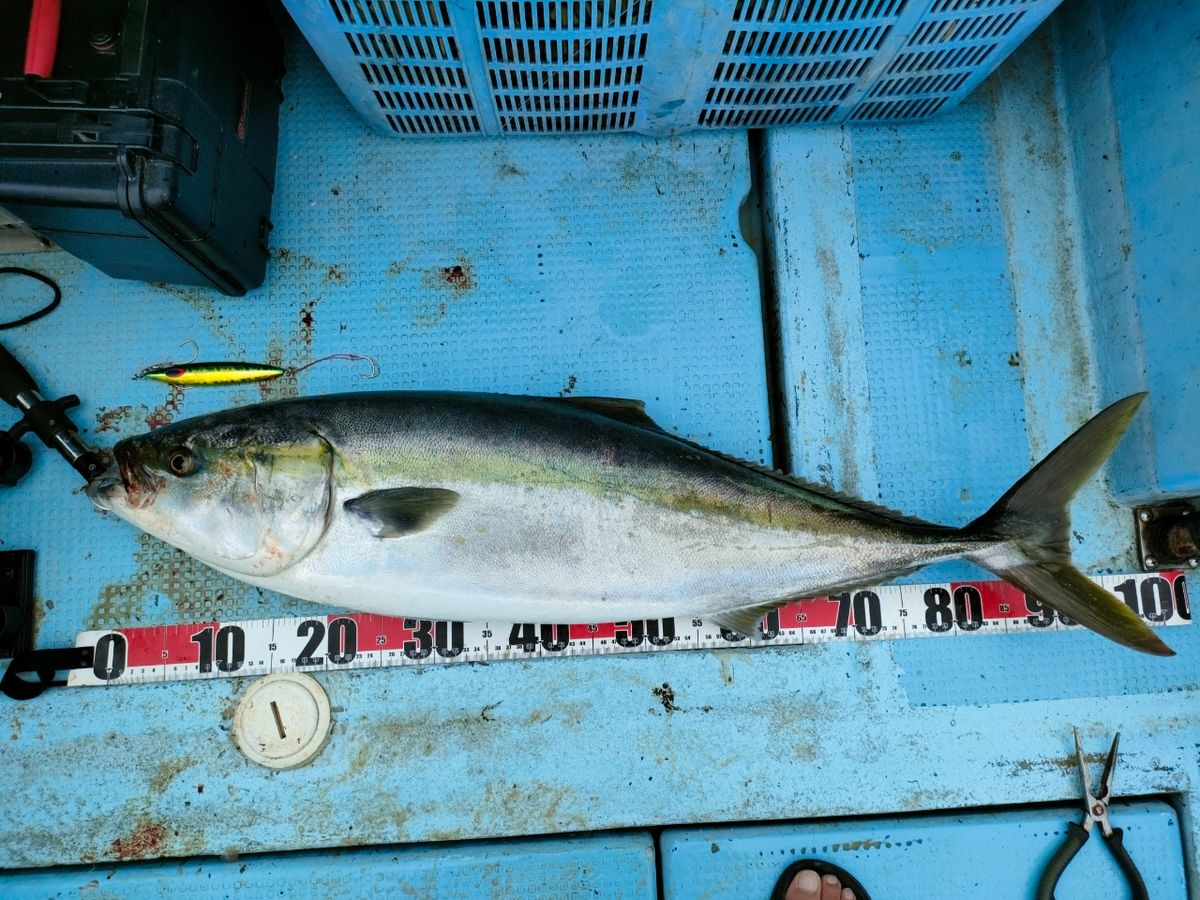 けしけしさんの釣果 2枚目の画像