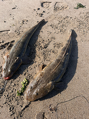 マゴチの釣果