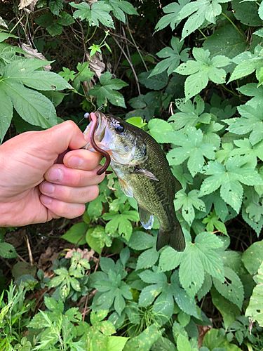 ブラックバスの釣果