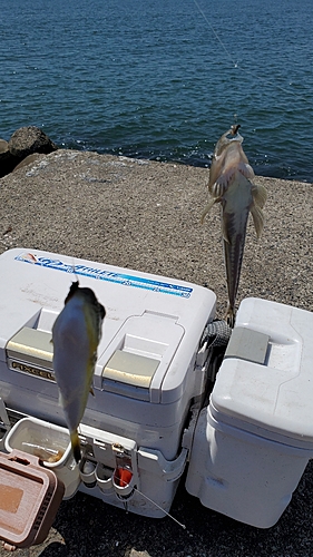 メゴチの釣果