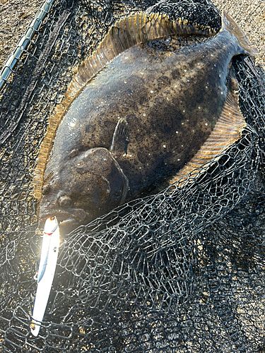 ヒラメの釣果