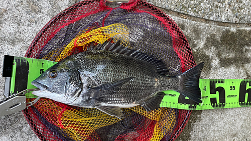 クロダイの釣果