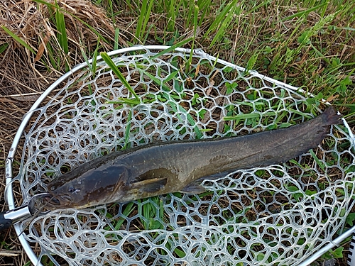 ナマズの釣果