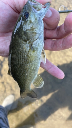 スモールマウスバスの釣果