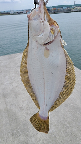 ヒラメの釣果