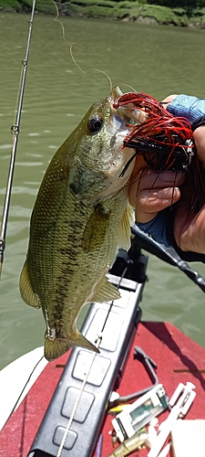 ブラックバスの釣果