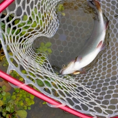 ニジマスの釣果