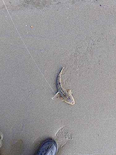 コチの釣果