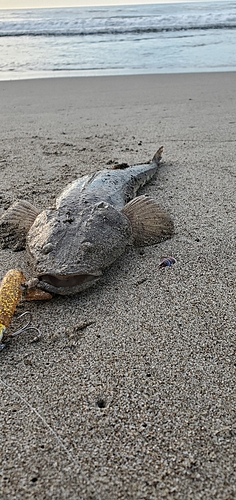 マゴチの釣果