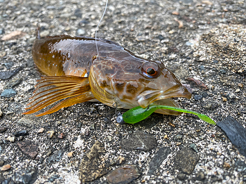 アナハゼの釣果