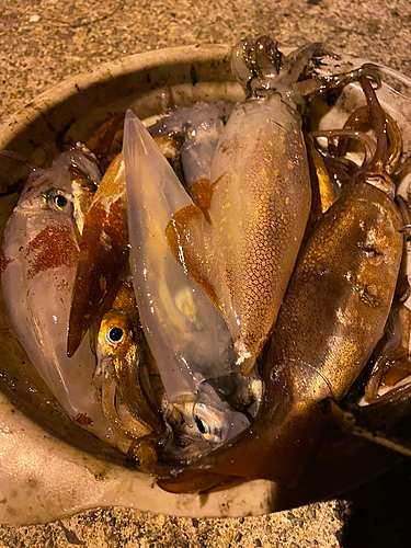 イカの釣果