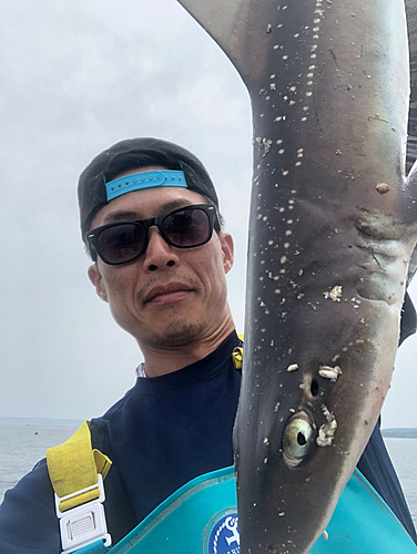 ホシザメの釣果