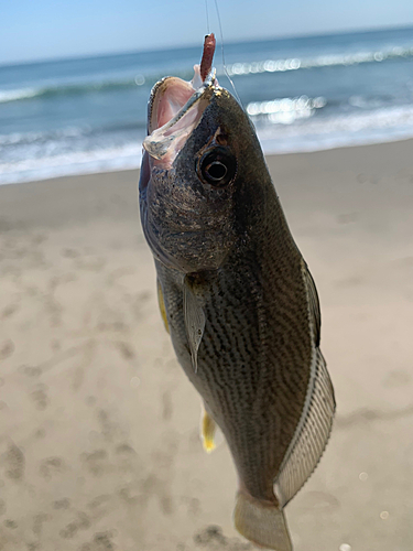 イシモチの釣果