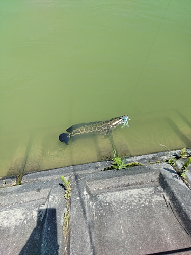 ライギョの釣果